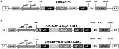 Oral Immunization With a Plant HSP90-SAG1 Fusion Protein Produced in Tobacco Elicits Strong Immune Responses and Reduces Cyst Number and Clinical Signs of Toxoplasmosis in Mice